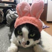 ねこのはな 会員画像