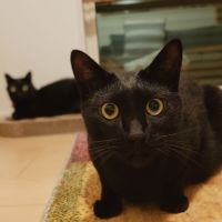 木村にゃたろう 会員画像
