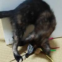 いけだめぐみ 会員画像