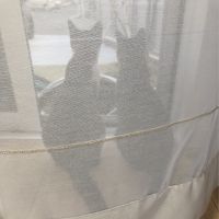 ちまま 会員画像