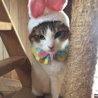みかんちゃんのママ 会員画像