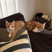 *つくね* 会員画像