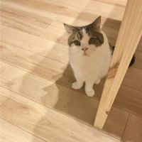 きゃりーー 会員画像
