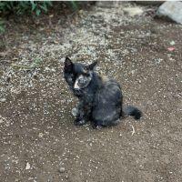 ちろちろちーろ 会員画像