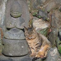 yamamoto-tora 会員画像