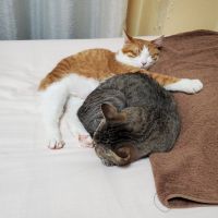 ととテンママ 会員画像