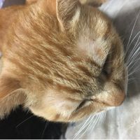 suzeネコ 会員画像