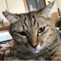 モチ君の飼い主 会員画像