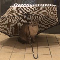みゃんこさん 会員画像