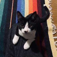 ゆゆゆゆゆゆいさん