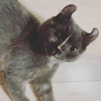 しずくオカン 会員画像