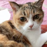 もこさもん 会員画像