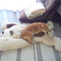 ファーマー 会員画像