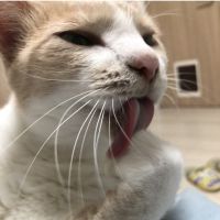 いろちゃんママさん