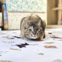 はなたれ娘さん