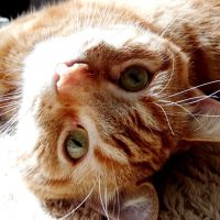 ましゅまろう 会員画像