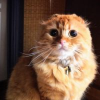 ロイちゃん 会員画像