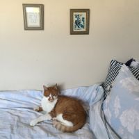 echigoya 会員画像