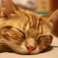 Rivendellさん