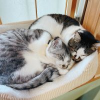 にゃんにゃん7 会員画像