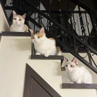 まじかなさん