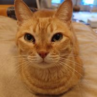 茶とラン 会員画像