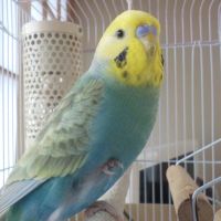 つぶちゃん2 会員画像