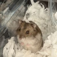 ごんだろうさん