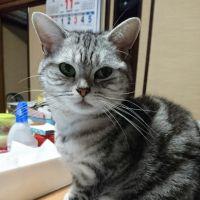 レモンとモモ 会員画像