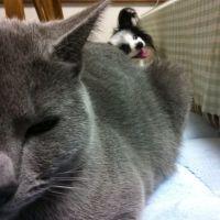 ごまみ 会員画像