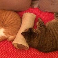 たいさん 会員画像