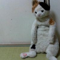 三毛猫ミキ 会員画像