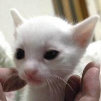 とれべりあんさん