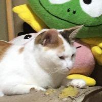 ぱちゃぽ 会員画像