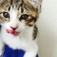 ももえりにゃん 会員画像