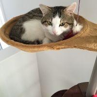 ホミスケ 会員画像