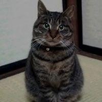 ヴィヴィチュ 会員画像