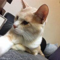 ねこち1・4 会員画像