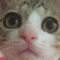 湘南ネコ33さん