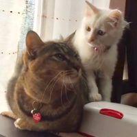 陽だまりにゃんこ 会員画像
