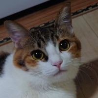 おたんこなす 会員画像