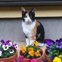 サラちんさん
