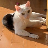 にゃんほにゃんほ 会員画像