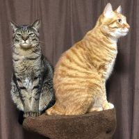 ぐー&みーママ 会員画像