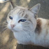 まにゃにゃ 会員画像