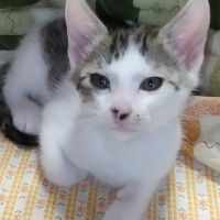 キッタ 会員画像