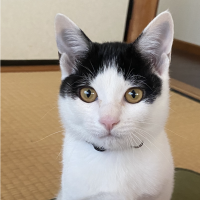 こぶちゃん 会員画像