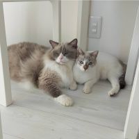 39くれはさん