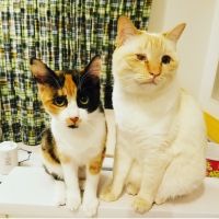 笹かまねこ 会員画像