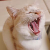 てむに